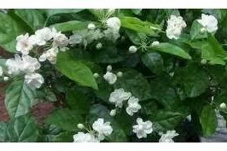 茉莉花开时需要施肥吗？