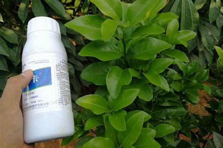 谁知道腐植酸复合肥料主要用在哪些植物施肥？