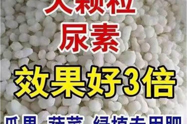 脐橙壮果肥该什么时候施 施肥方法有哪些
