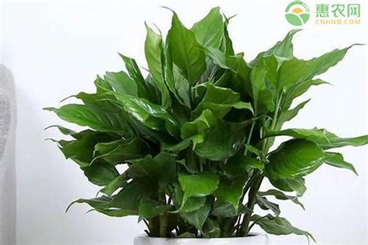 万年青最好的肥料是什么？