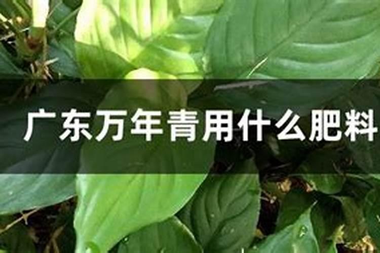 用了30多年的这些老配方依然是生根、坐果、膨果的最好配方!