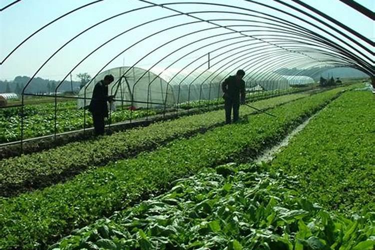 种植黄瓜使用喜满地水溶肥可以吗？