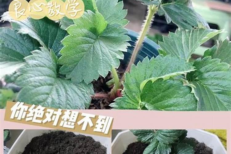 草莓施肥用什么肥料