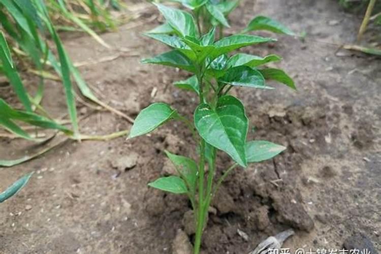 请问花生初花期至盛花期该怎么管理