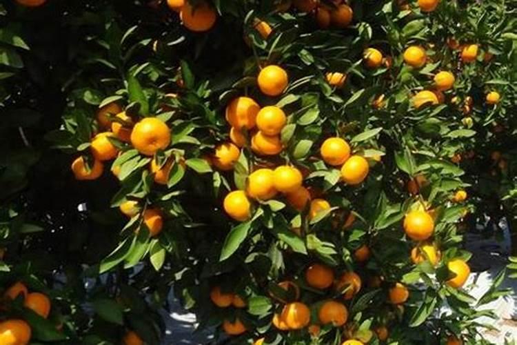 花生开花期要施什么肥花生开花期怎么施肥