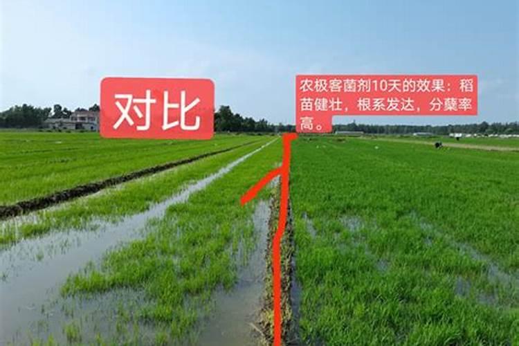 水稻用什么肥料最好