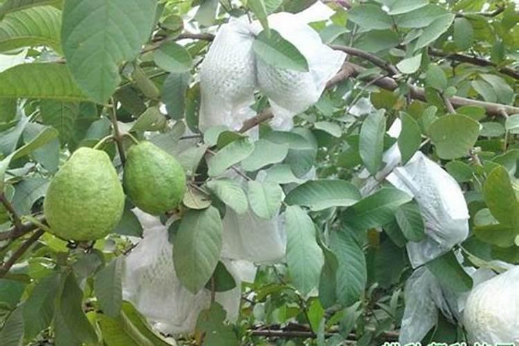 高产番石榴种植要注意什么 番石榴怎么修剪