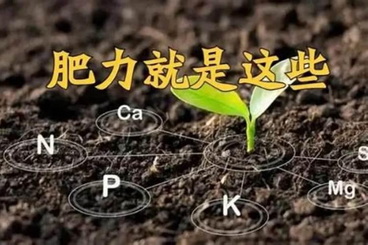 杨树用什么肥料最好