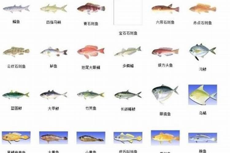 鱼蛋白鱼蛋白及其美容功效