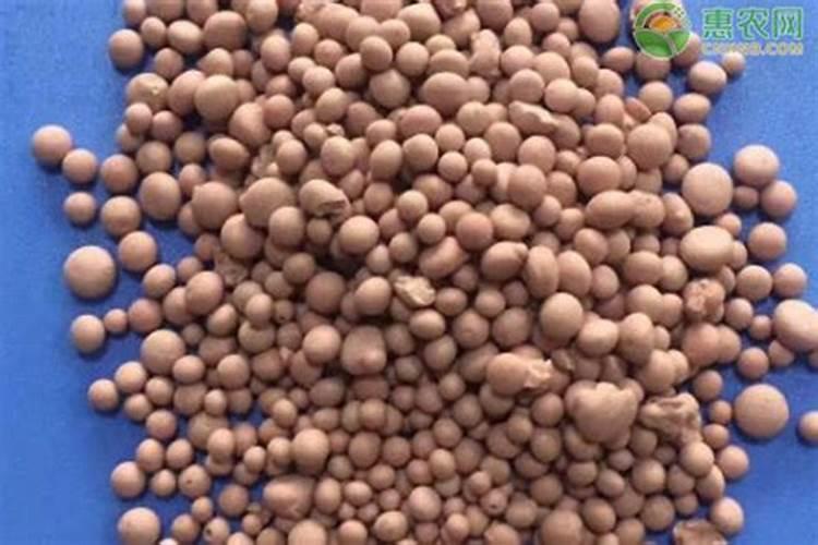 香菜重茬种植,如何减少死苗死棵？哪些方法可以参考？