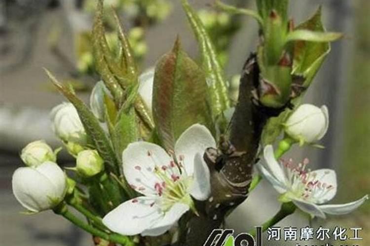缓释肥是什么肥料