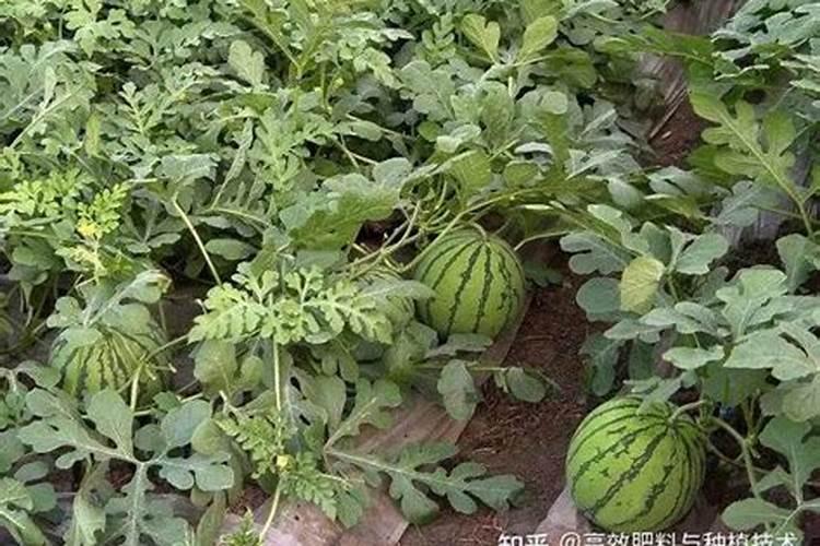 茉莉花施什么肥料好