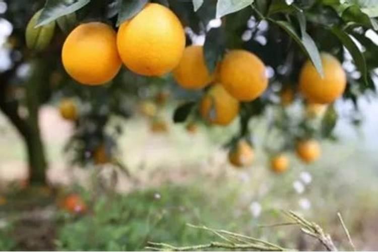 橙子树什么时候下肥料