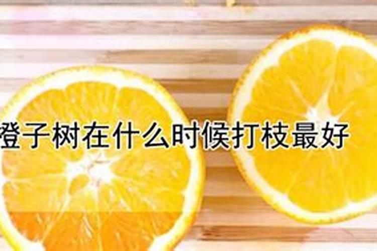 橙子树的施肥原则,橙子树怎样施肥效果好？