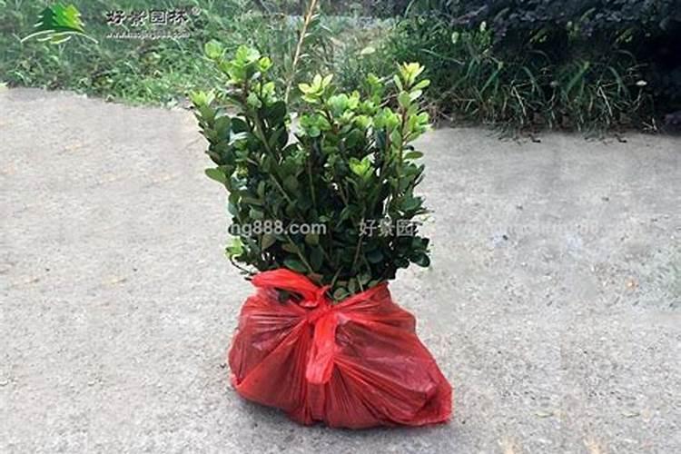 种植毛杜鹃需用什么叶面肥