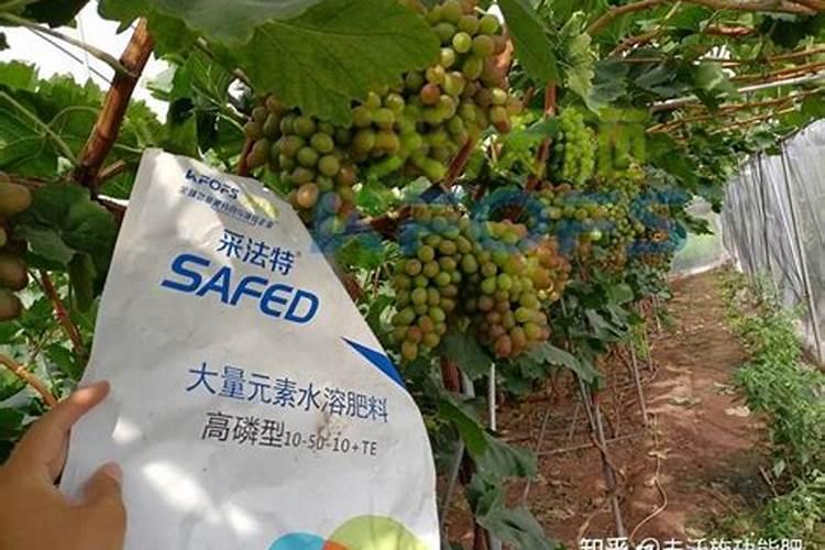我的月季是不是得了白粉病？应该怎么办？