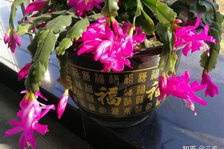 蟹爪兰怎样催花