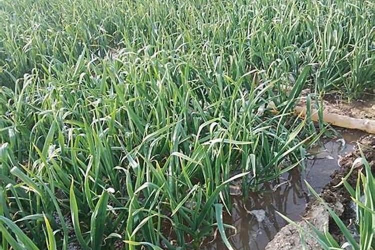 大蒜抽苔前施什么肥好