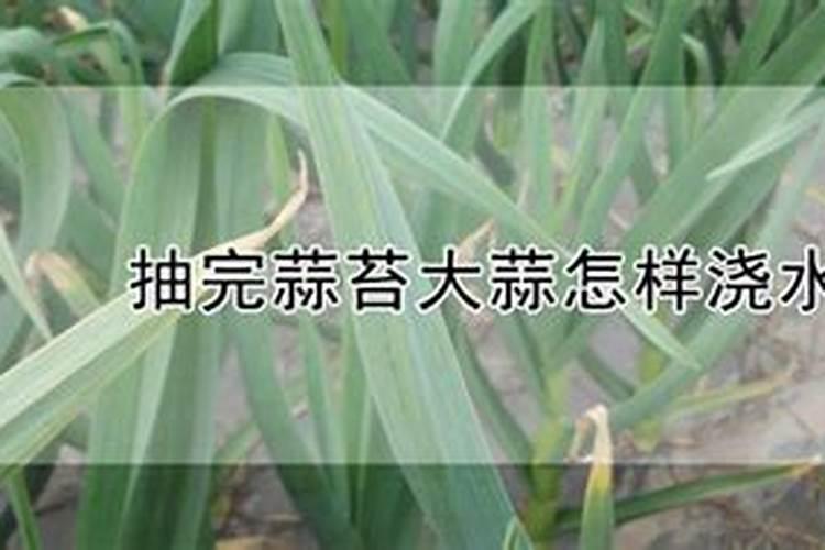 大蒜抽苔前施什么肥好