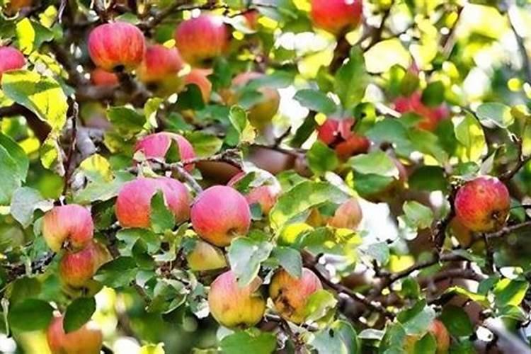 苹果树6月份施什么肥
