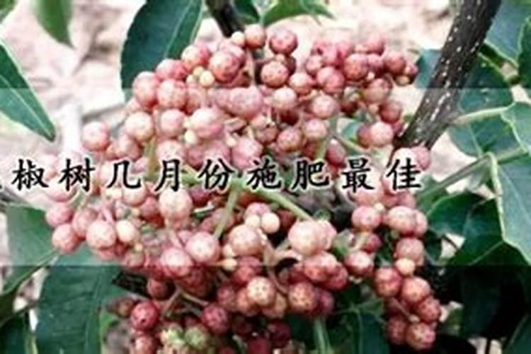 花椒树什么时候可以喷施叶面肥？