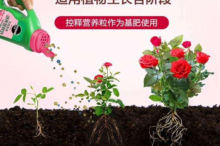 施什么肥让月季花开又多又大花瓣厚(自制月季花肥料)