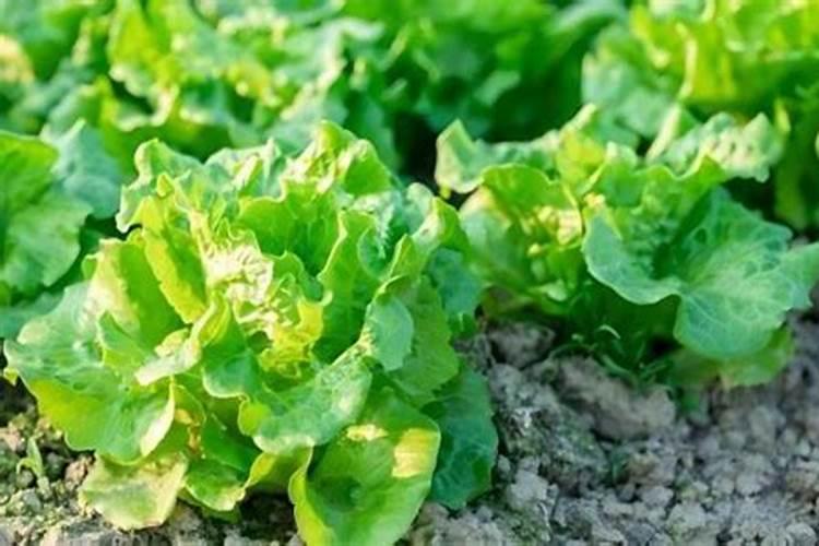 蔬菜用什么复合肥好