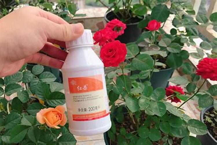 用于养花土壤杀虫杀菌的理想药物是什么