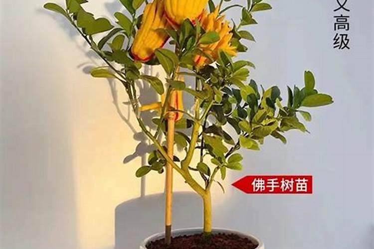 鱼鳞蛋白肽产品功能