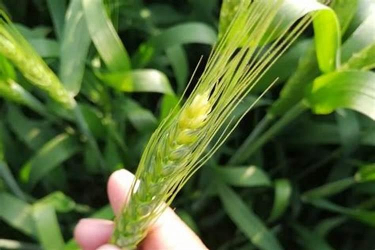 硫酸二氢钾能和芸苔素流体硼糖醇钙一起用吗