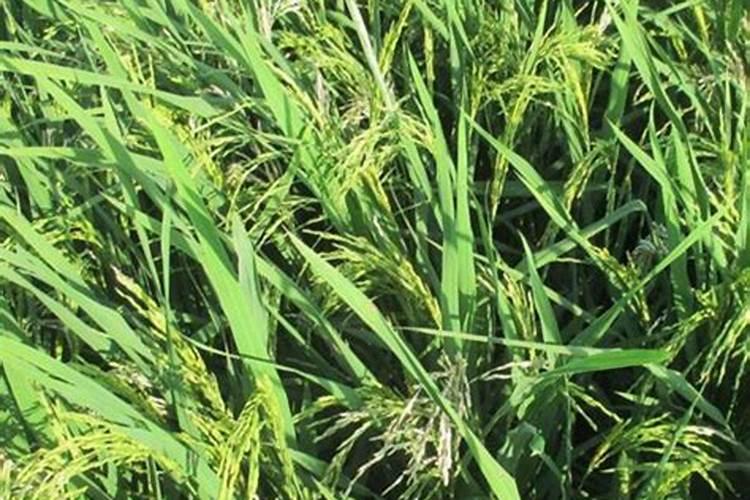 菜花什么时间施肥好？