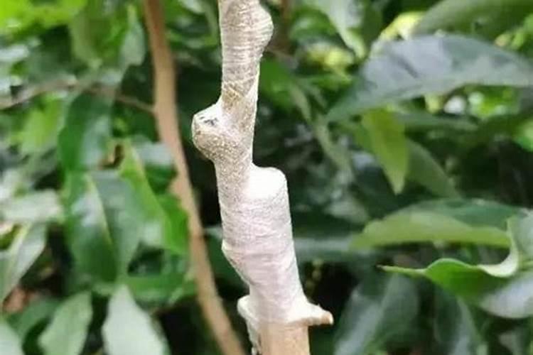 荔枝的控梢怎么做 荔枝养殖应该注意什么