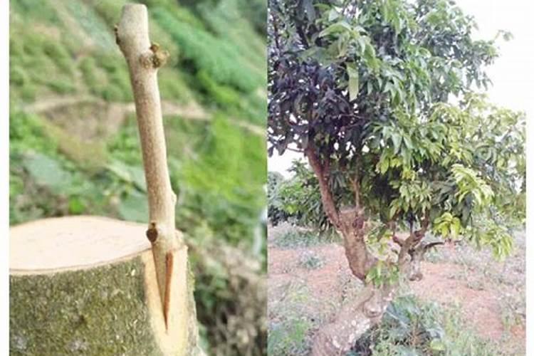 荔枝施肥的重点是什么？