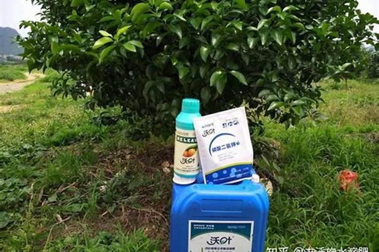柑橘膨果需要补充哪些元素？用什么肥料效果好？
