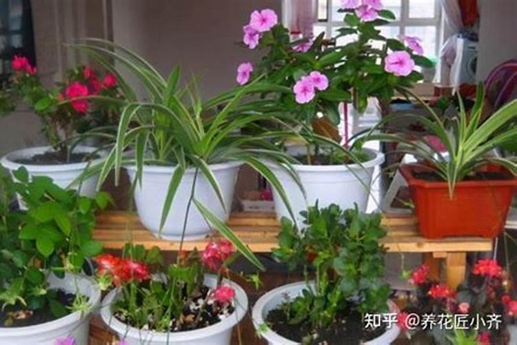 芸苔素内酯哪个厂家好
