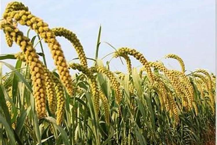 菜花怎样施肥,花长最大
