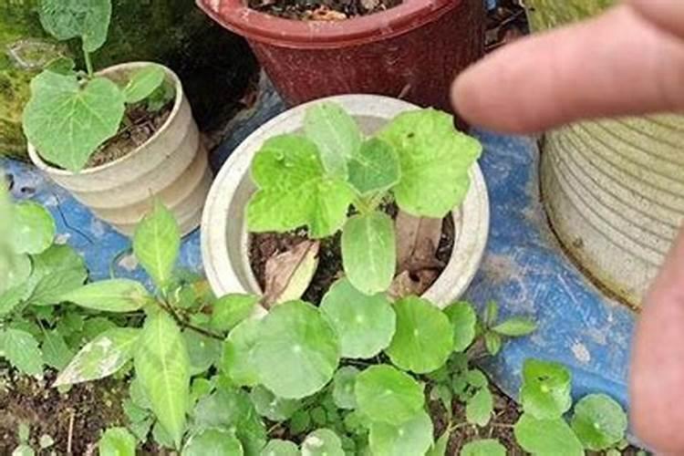 养花的氮肥有哪些