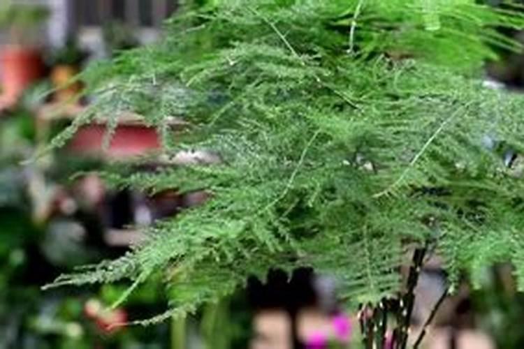 文竹在水里面怎么养不会死