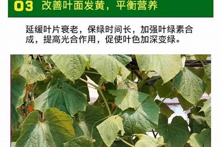 果树中微量元素啥时候补？该如何进行补？