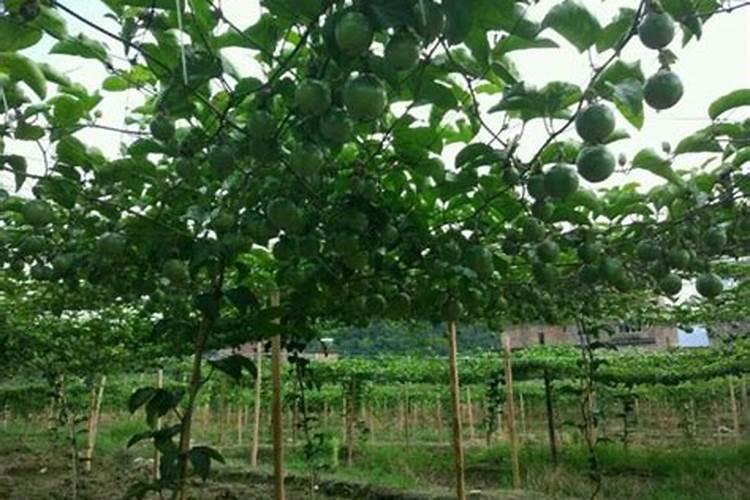 百香果浇什么肥料