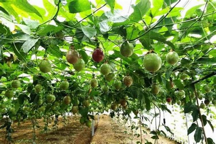 种植百香果什么时间施肥最好 百香果什么时候施肥