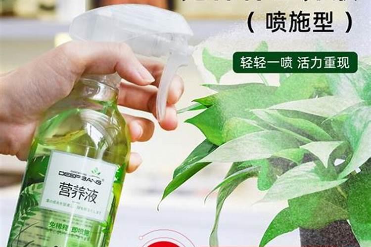 绿萝叶面肥怎么做