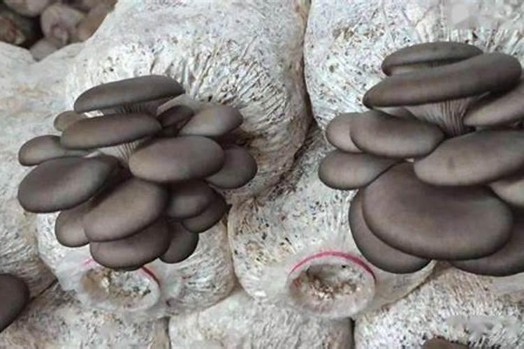 中量元素肥料有哪几种