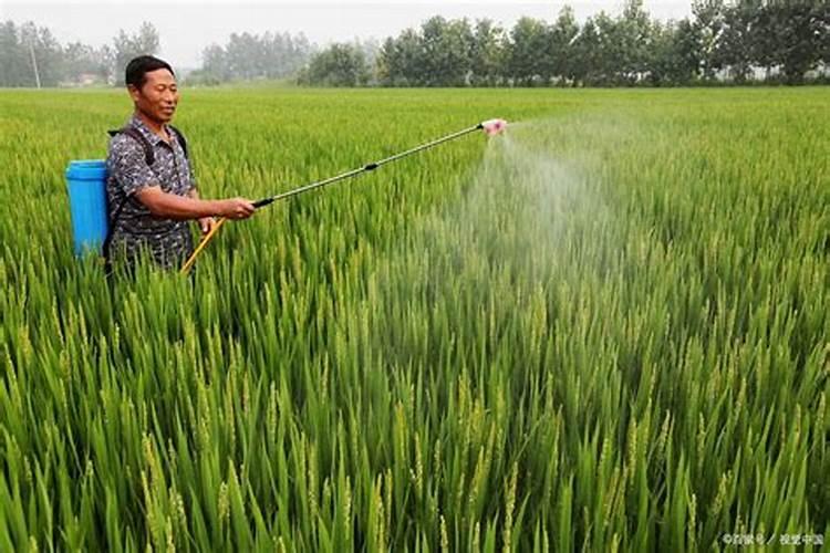 破除人参种子休眠的方法是什么？