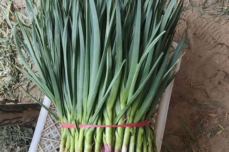 大蒜追肥用什么肥料好