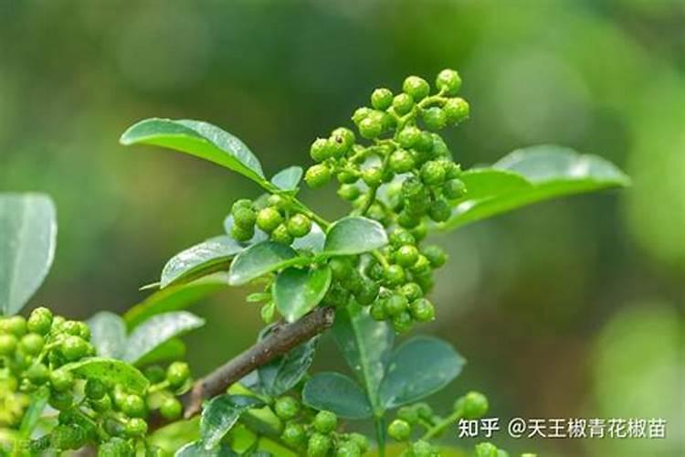 高磷水溶肥的主要作用,什么时候用效果好