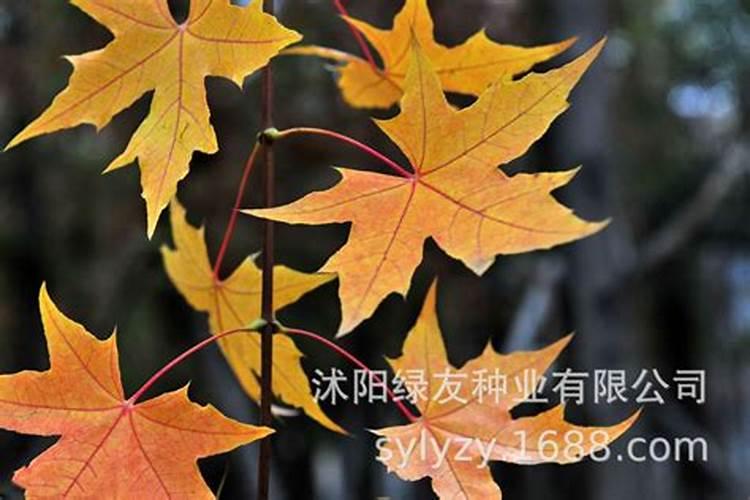 五角枫用什么肥料好