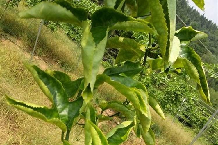 为什么夏天种植辣椒要补硼？硼有什么用？