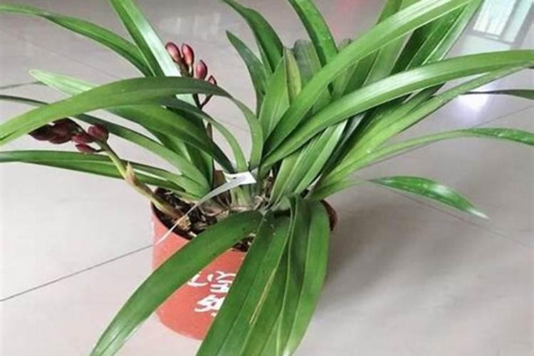 花生施什么肥料最好