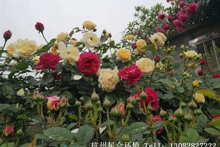 平阴玫瑰的施肥方法